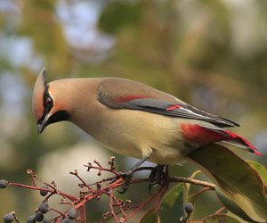 Бялзуухай (Наран энхэтбялзуухай)